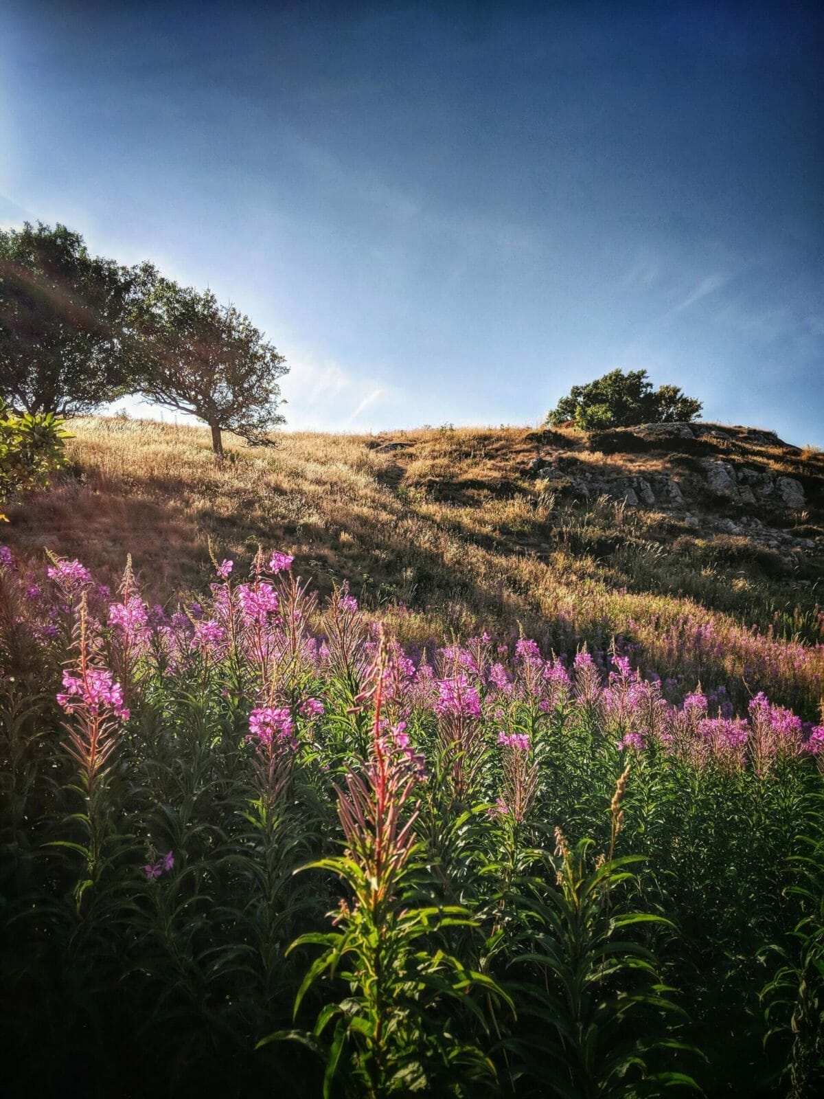 ATEMBERAUBENDE NATUR ERLEBEN IN SKANE, SCHWEDEN - Kullaberg im golden Licht
