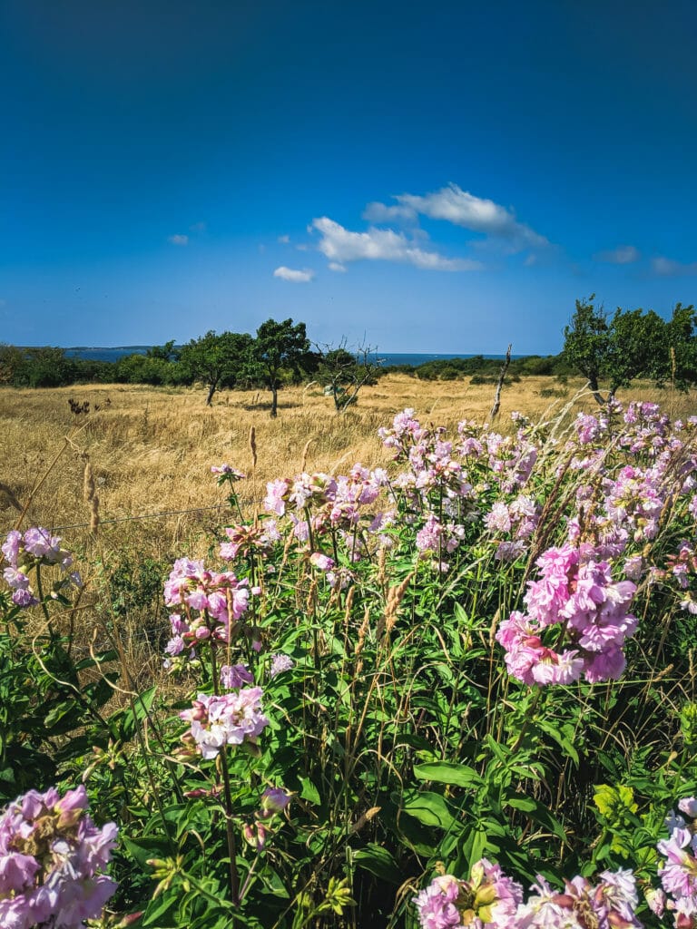 BREATHTAKING NATURE SPOTS IN SKANE, SWEDEN 29