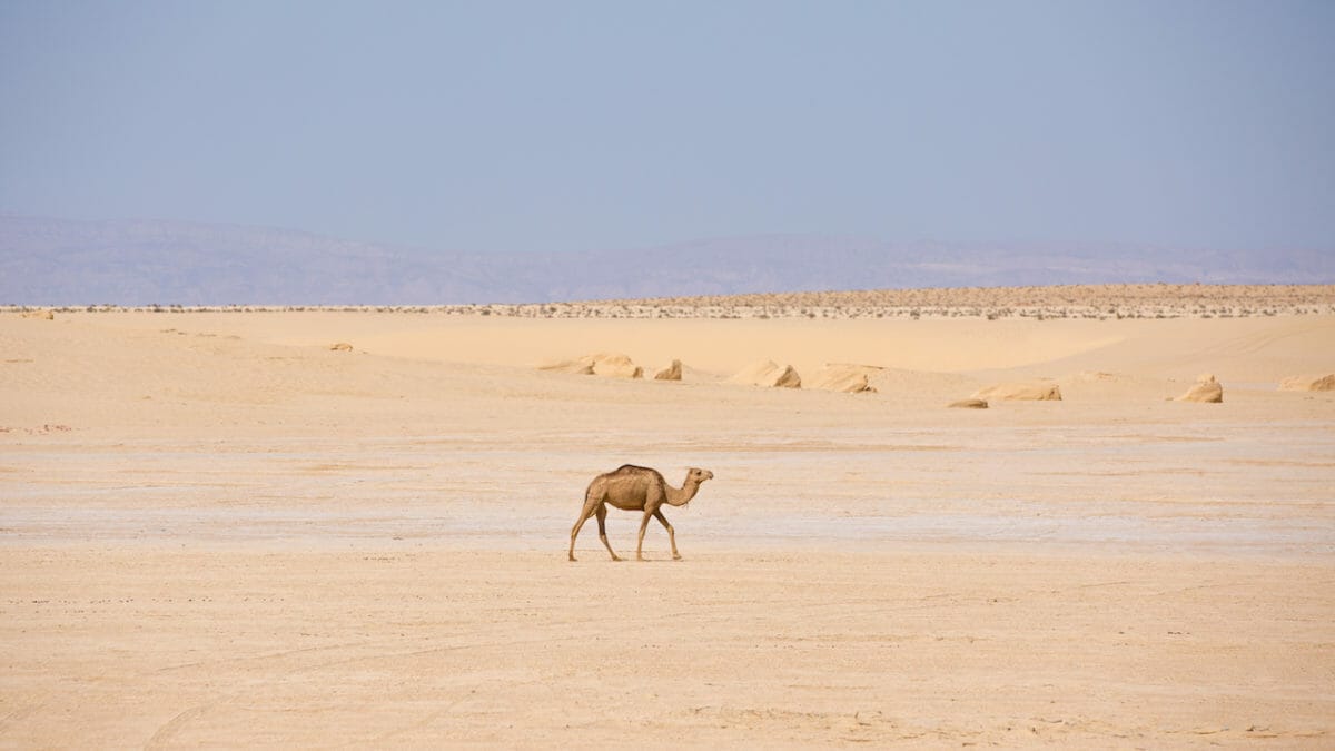 Ultra Mirage El Djerid - ein Kamel