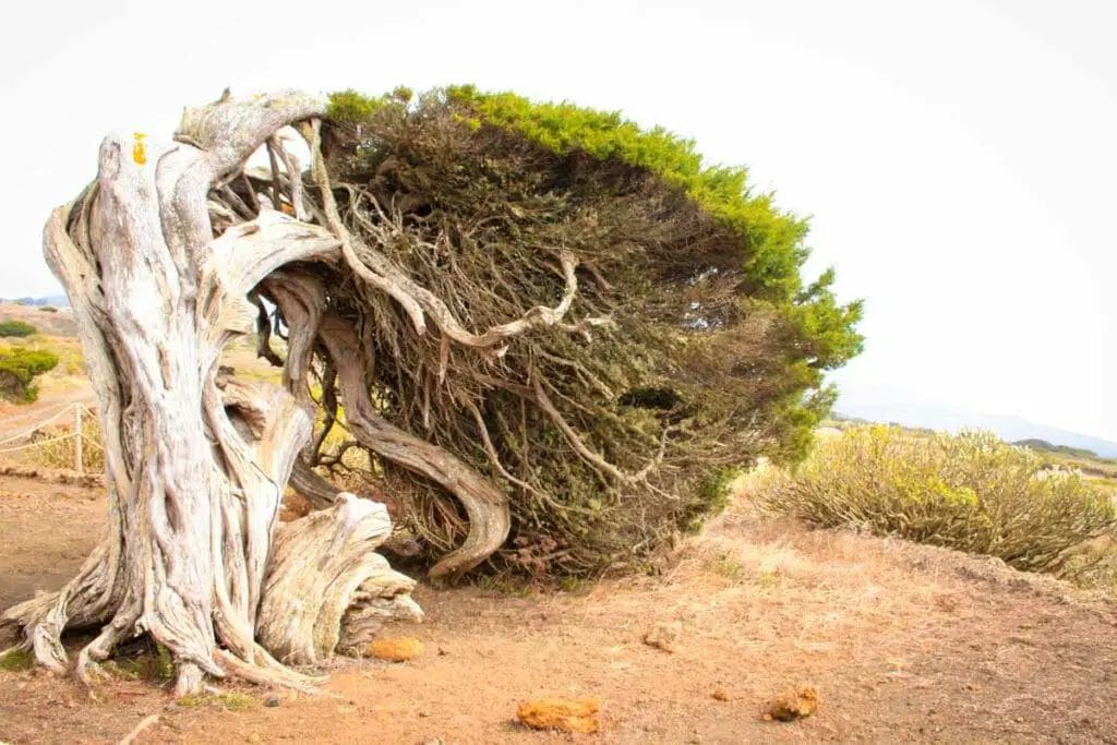 Reiseziel Europa - El Hierro - Spanien - Baum