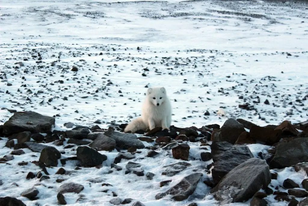 Polarfuchs Spitzbergen Norwegen