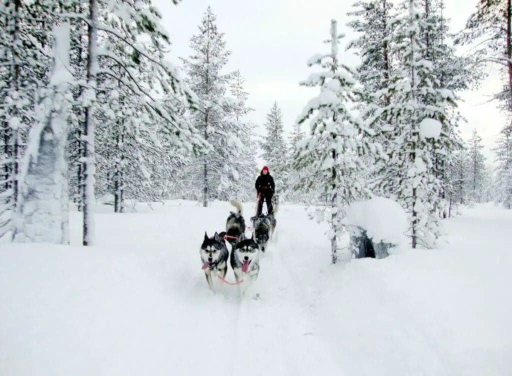 Schlittenhund - Schneemobil