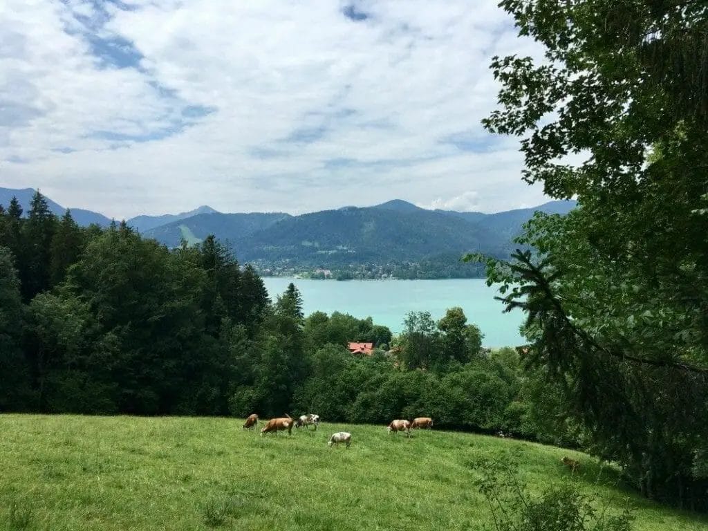 Ausflugsziele Bayern - Tegernseer Höhenweg - grüne Wiese - Berge - Kühe
