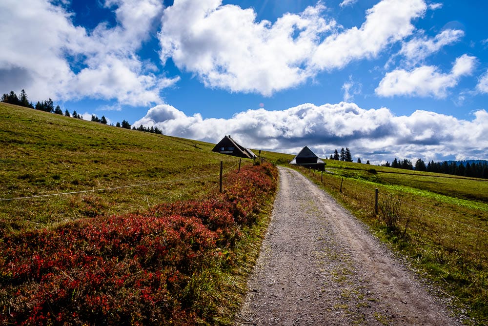 Mount Scenery - Wiese