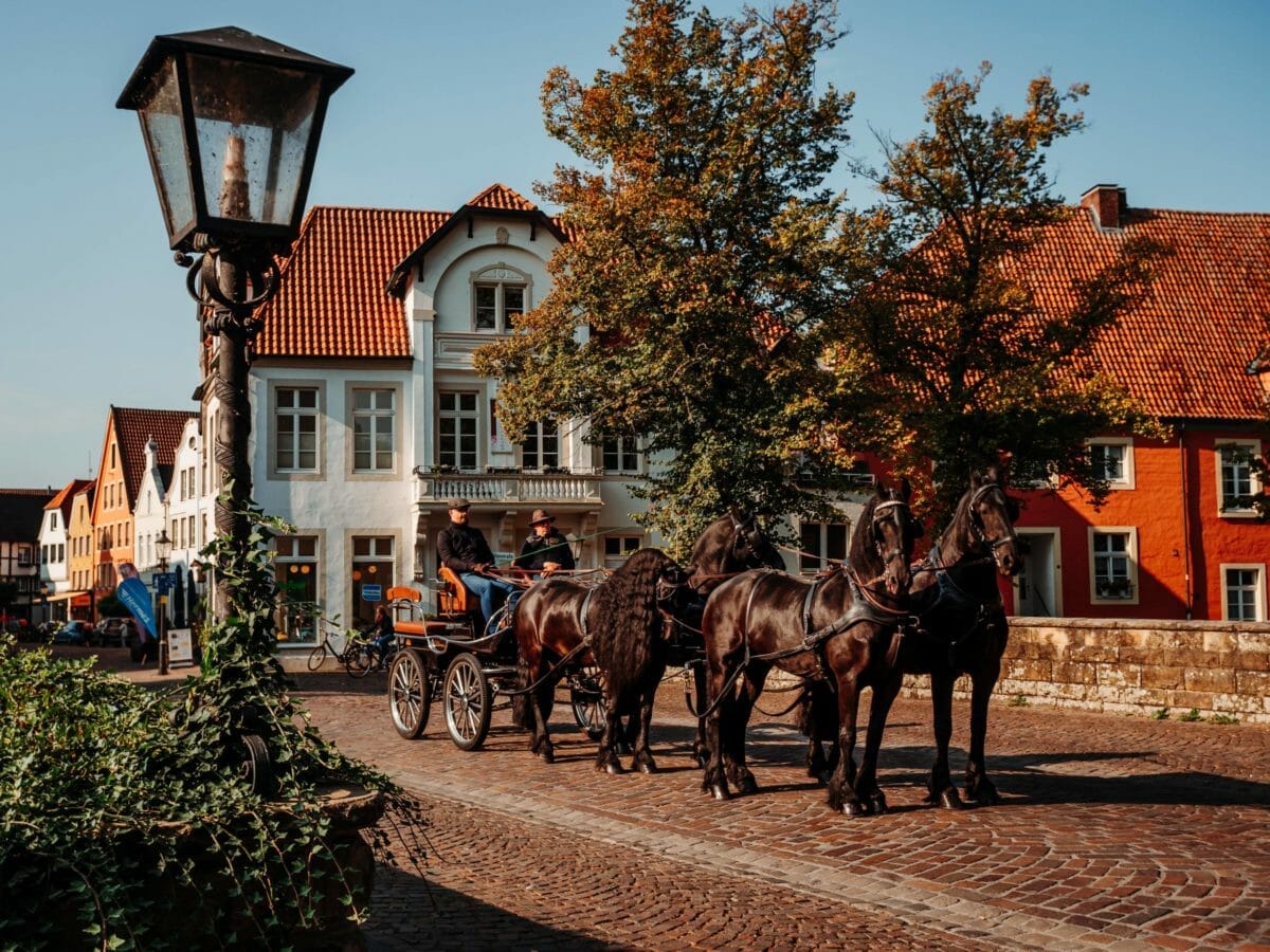 Münsterland - Warendorf - Kutsche - Pferde