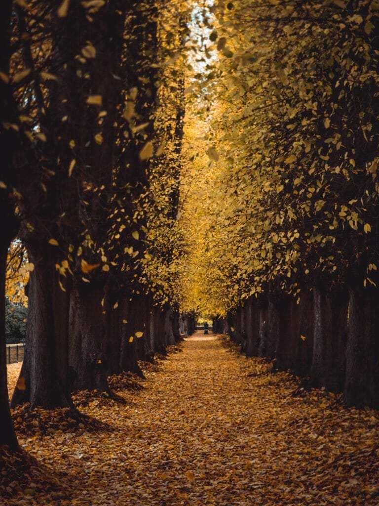 Plön Sehenswürdigkeiten: 10 Ultimative Sehenswürdigkeiten und Fotospots für jede Jahreszeit 17