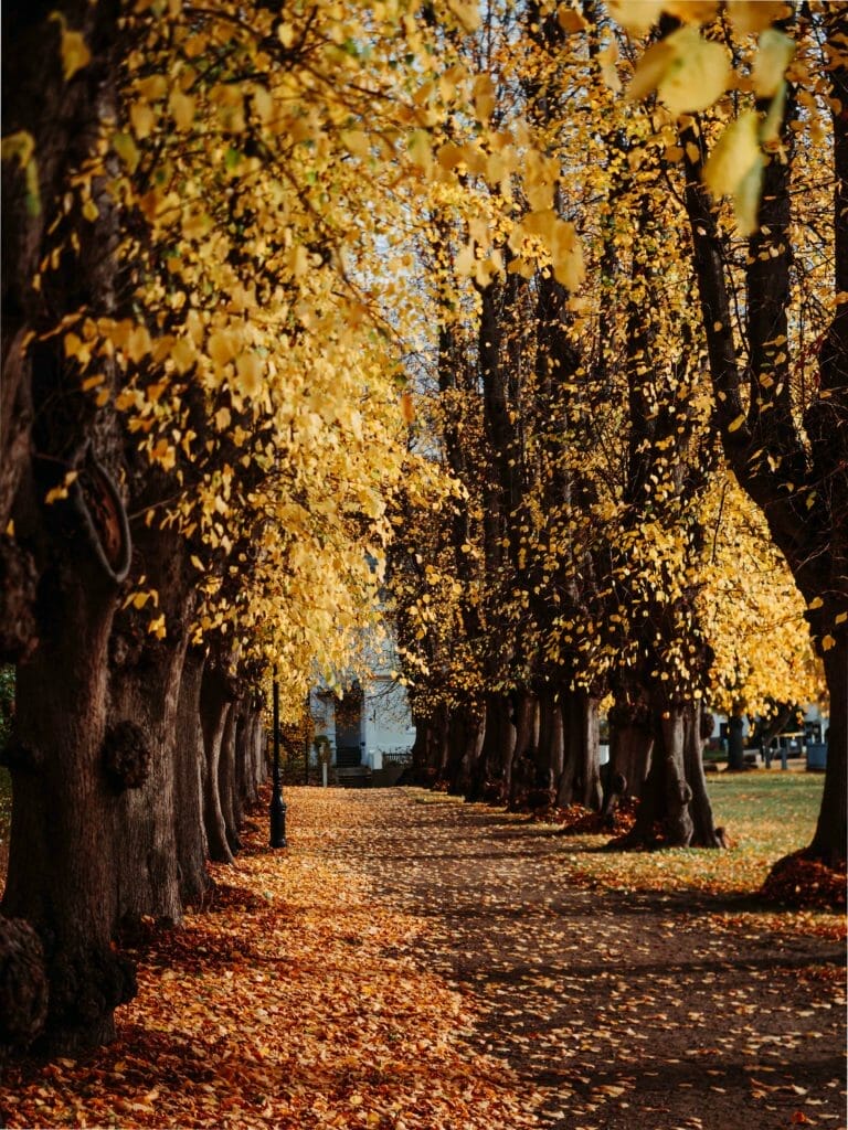 Plön Sehenswürdigkeiten: 10 Ultimative Sehenswürdigkeiten und Fotospots für jede Jahreszeit 16