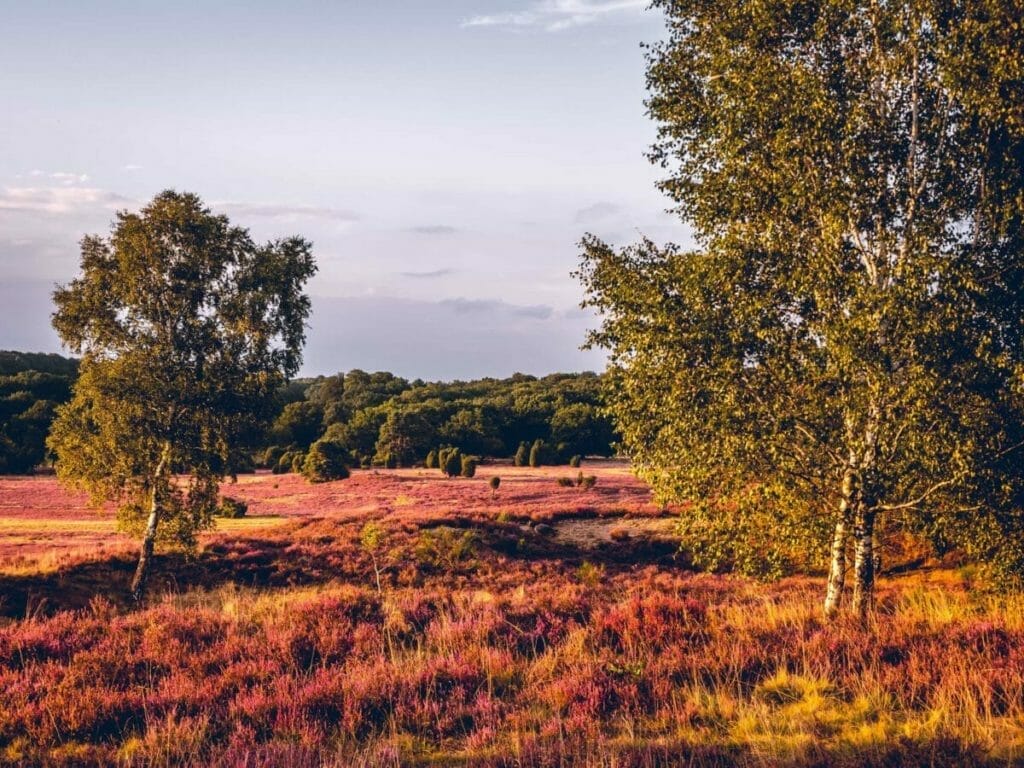Ausflugsziele Brandenburg - Schönower Heide