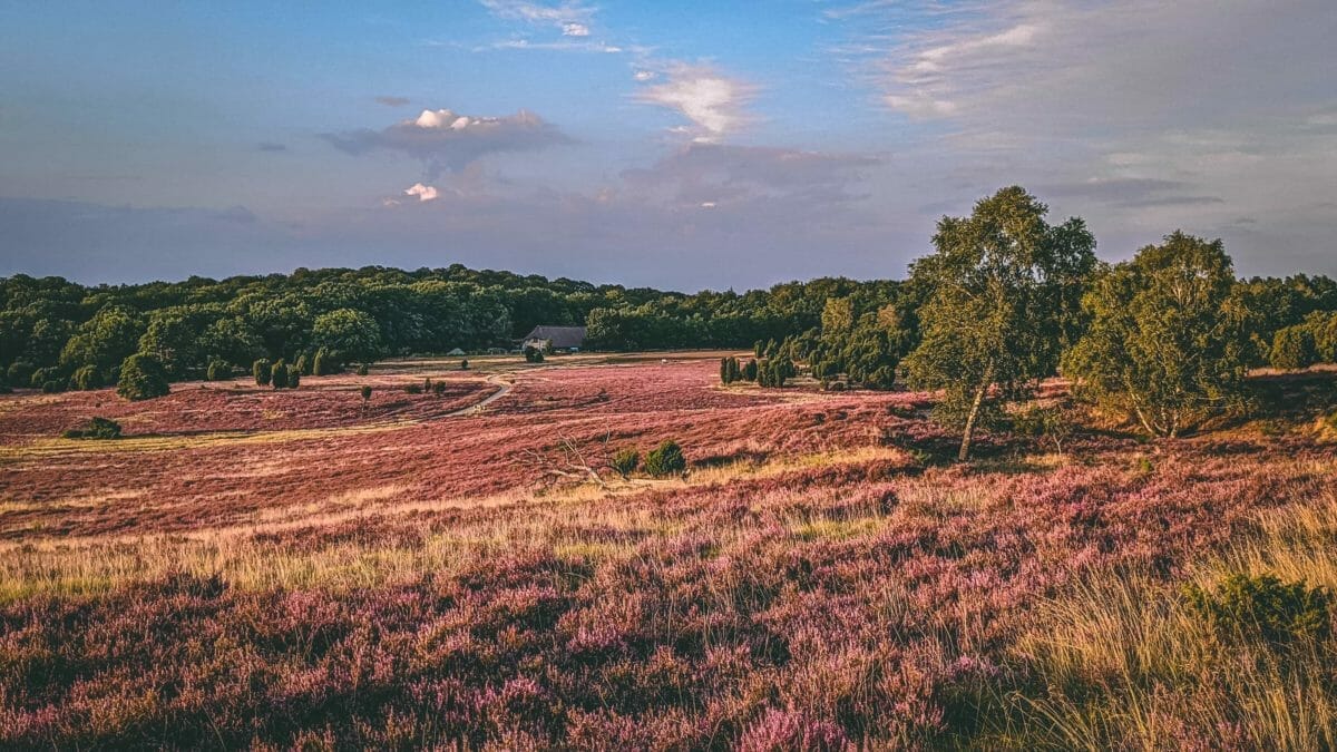 Ausflugsziele Niedersachsen - Coverbild -Lüneburger Heide zur Heideblüte im Abendlicht