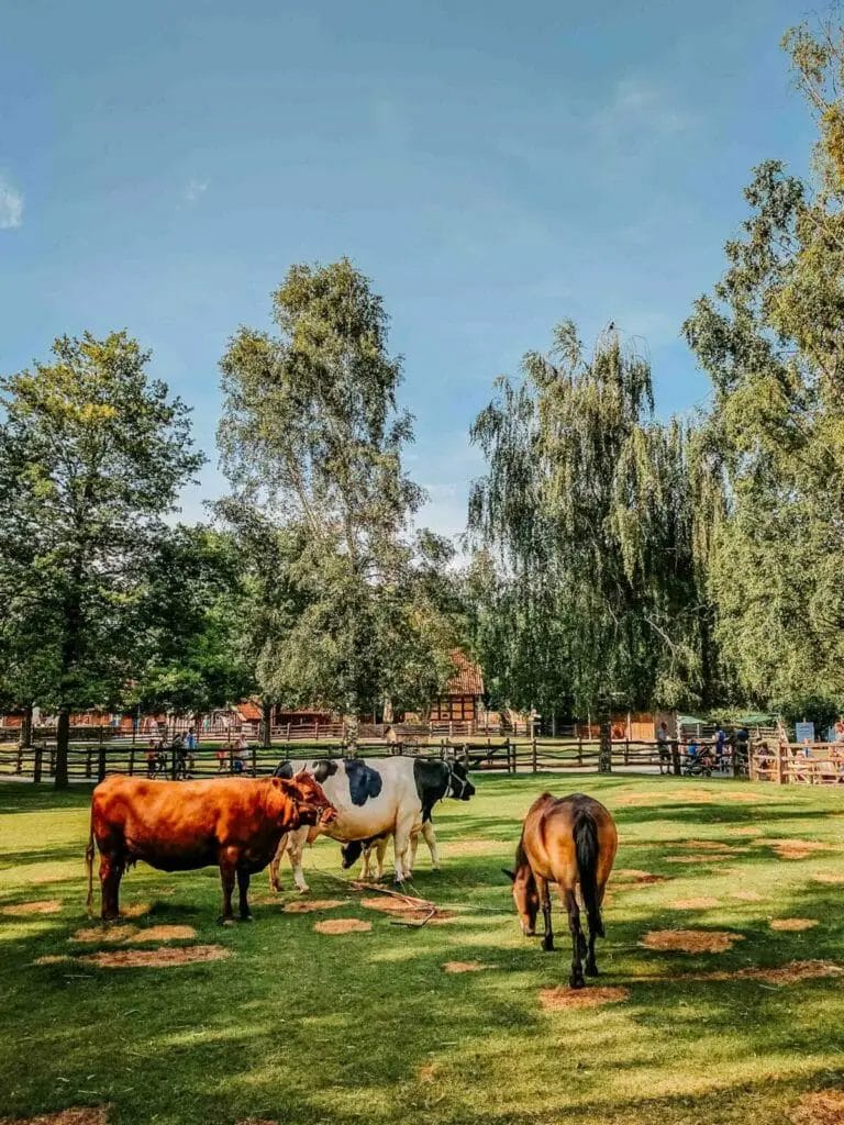 Ausflugsziele Niedersachsen - Kühe auf der Wiese