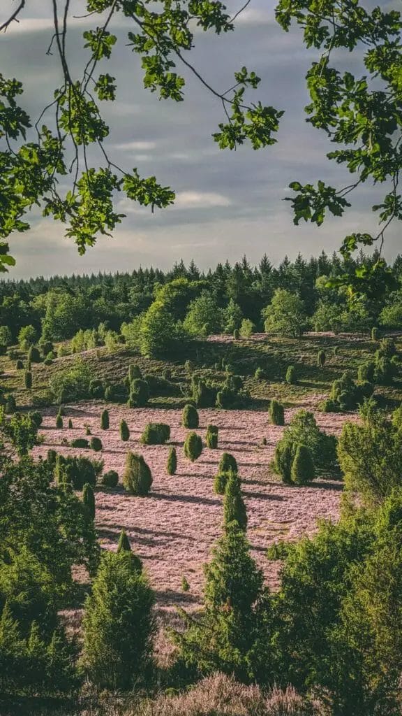 Ausflugsziele Niedersachsen - Aussicht auf die blühende Lüneburger Heide