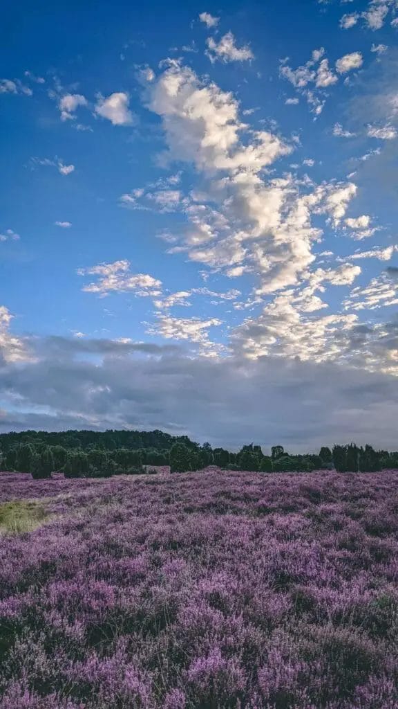 Ausflugsziele Niedersachsen - Lüneburger Heide