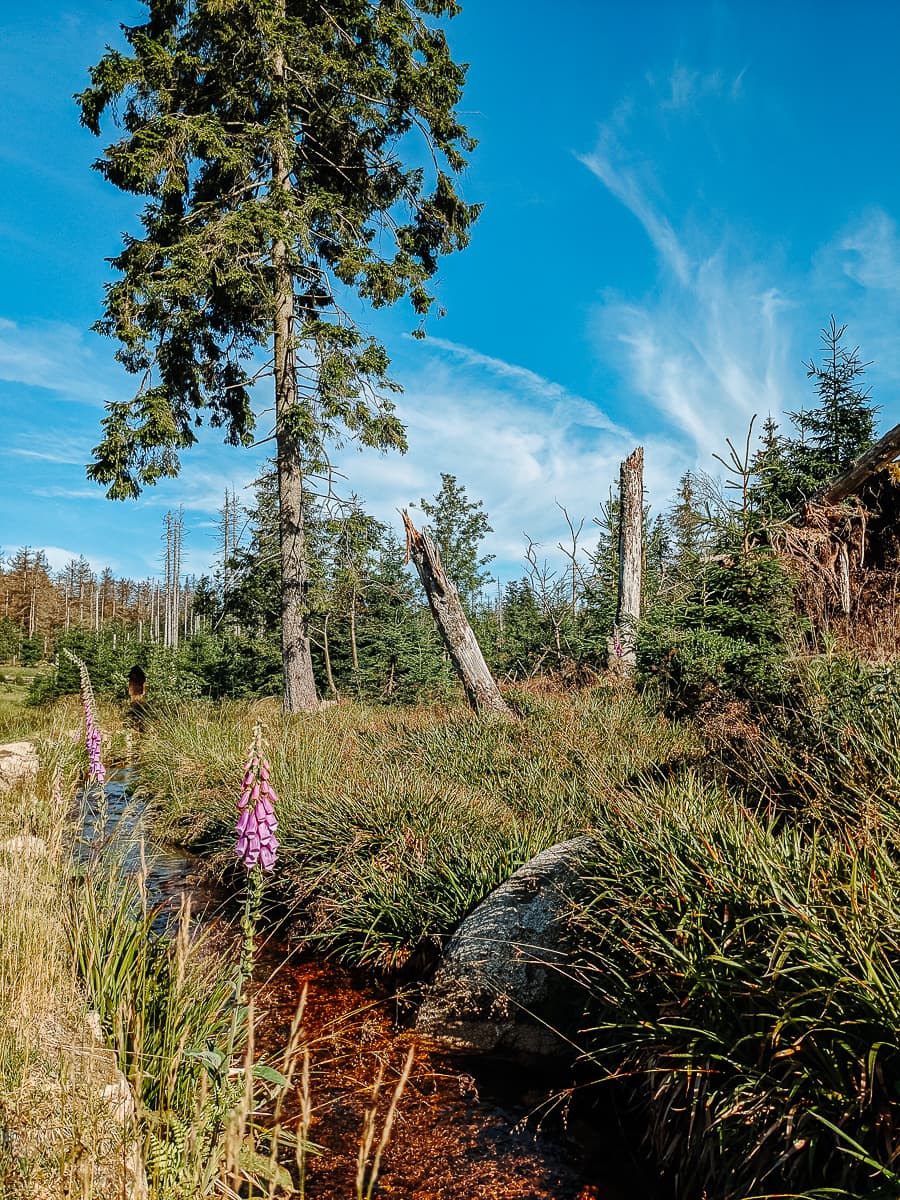 Nationalpark Harz - Sehenswürdigkeiten Wernigerode