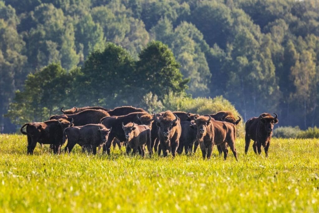 30 POLEN SEHENSWÜRDIGKEITEN & ORTE FÜR EINEN AUFREGENDEN URLAUB 14