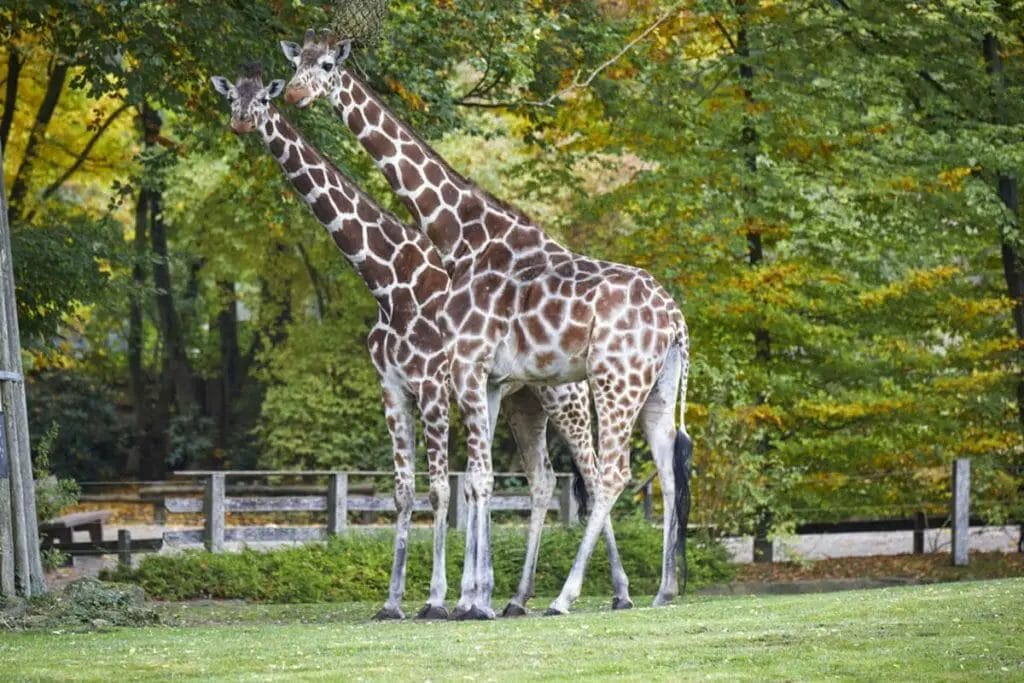 Allwetterzoo - Münster Sehenswürdigkeiten