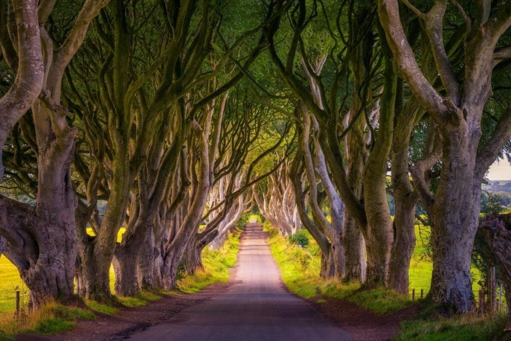 SEHENSWÜRDIGKEITEN IN IRLAND: HIGHLIGHTS & WUNDERBARE ORTE DIE DU UNBEDINGT SEHEN MUSST! 18 Dark Hedges - Irland Sehenswürdigkeiten