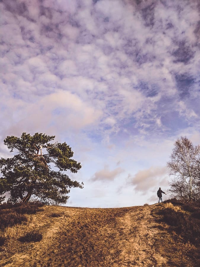 Fischbecker Heide im Januar - Ausflugsziele in Hamburg