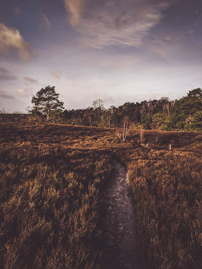 Fischbecker Heide im Januar - Ausflugsziele in Hamburg