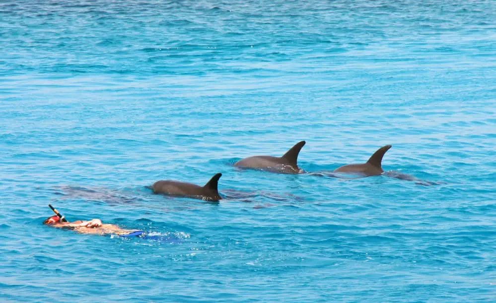 Schnorcheln und Delfine beobachten gehört zu den bliebtestens Aktivitäten - Hurghada Sehenswürdigkeiten