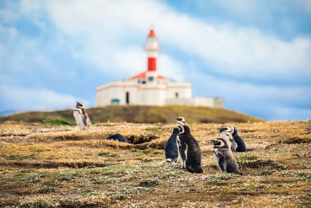 Pinguine auf der Isla Magdalena - Sehenswürdigkeiten in Chile