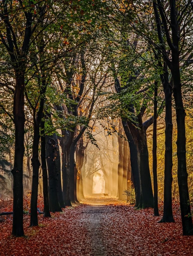 48 STUNDEN IN DER PROVINZ NORDBRABANT IN DEN NIEDERLANDEN - EIN BESUCH IN TILBURG & EINDHOVEN 9 Morning Run durch den Oude Warande bei verzauberndem Morgenlicht - Provinz Nordbrabant - Tilburg