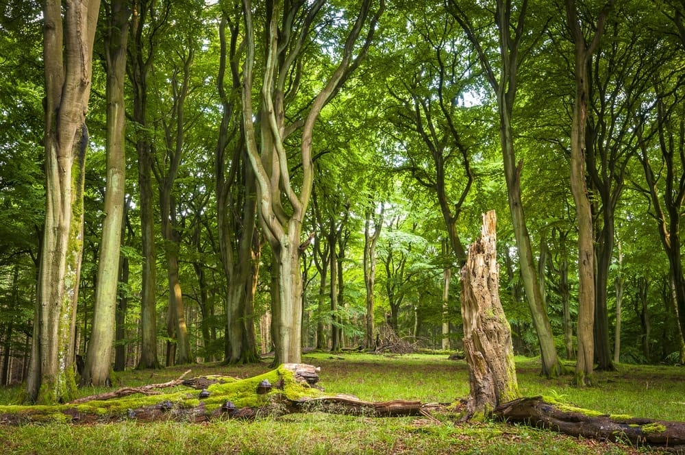 Der Buchenwald im Jasmunder Nationalpark ist einfach magisch - Sassnitz Sehenswürdigkeiten