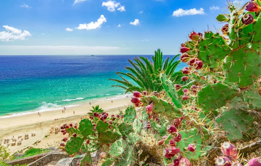 Playa de Matorral - Fuerteventura Strand