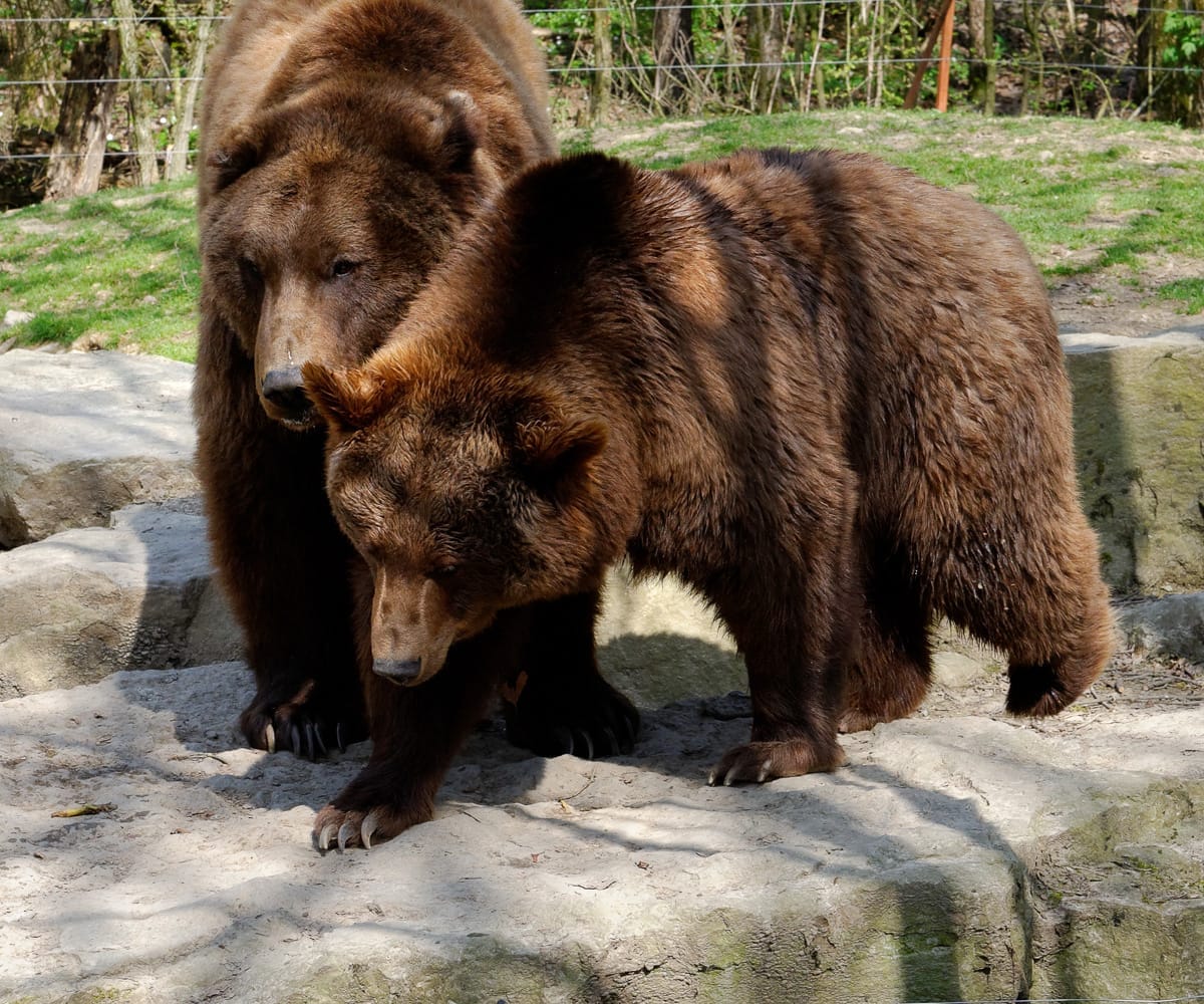 Bären im Wildpark - Bad Mergentheim Sehenswürdigkeiten