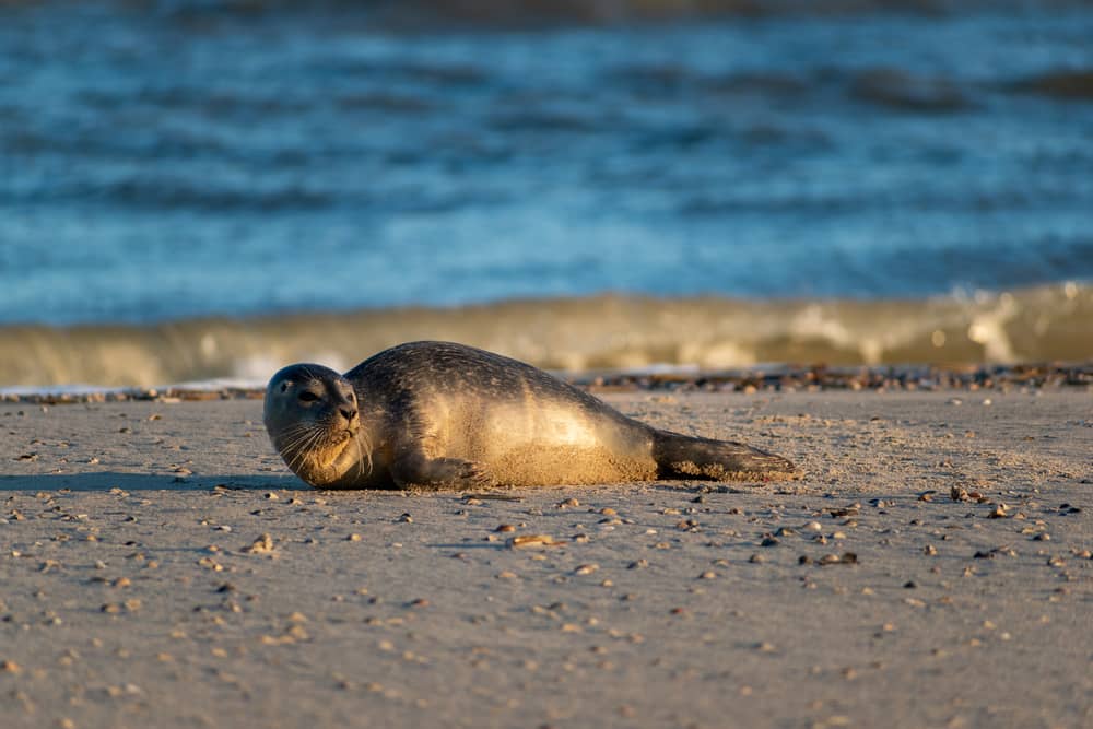 Seehund auf einer der Seehundbänke vor Norderney - Norderney Sehenswürdigkeiten