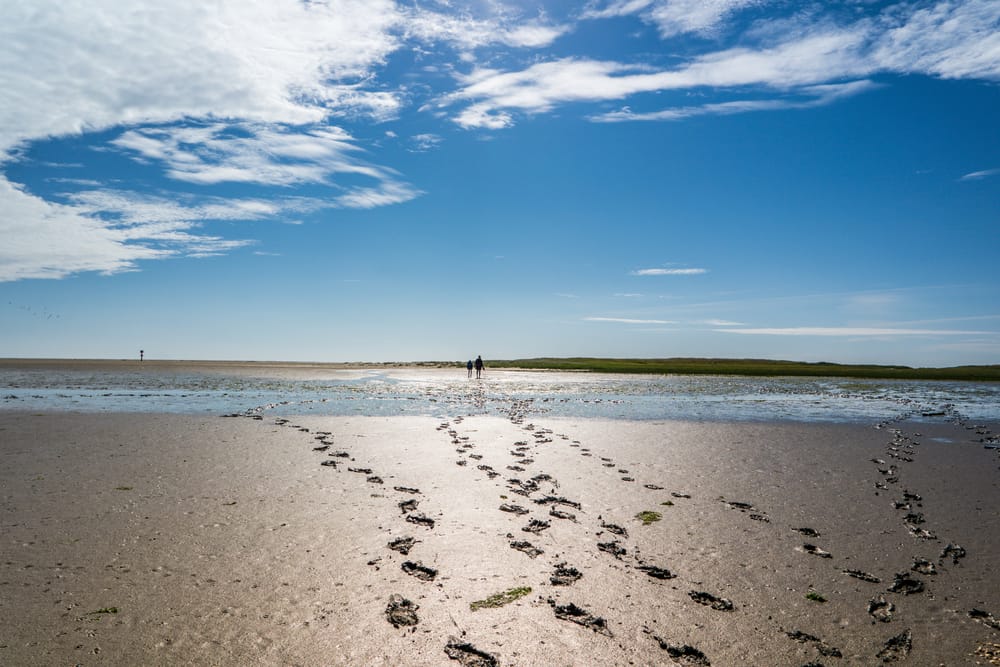 Wattwanderungen gehören an der Nordsee einfach dazu - Schillig Sehenswürdigkeiten